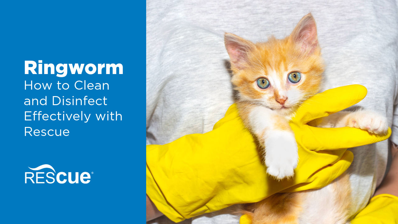 Ringworm In Cats Prevention